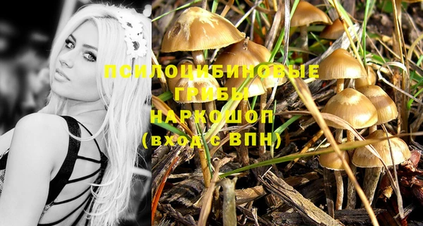 сатива Новозыбков