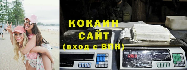 сатива Новозыбков
